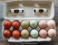 Farm Fresh Chicken Eggs